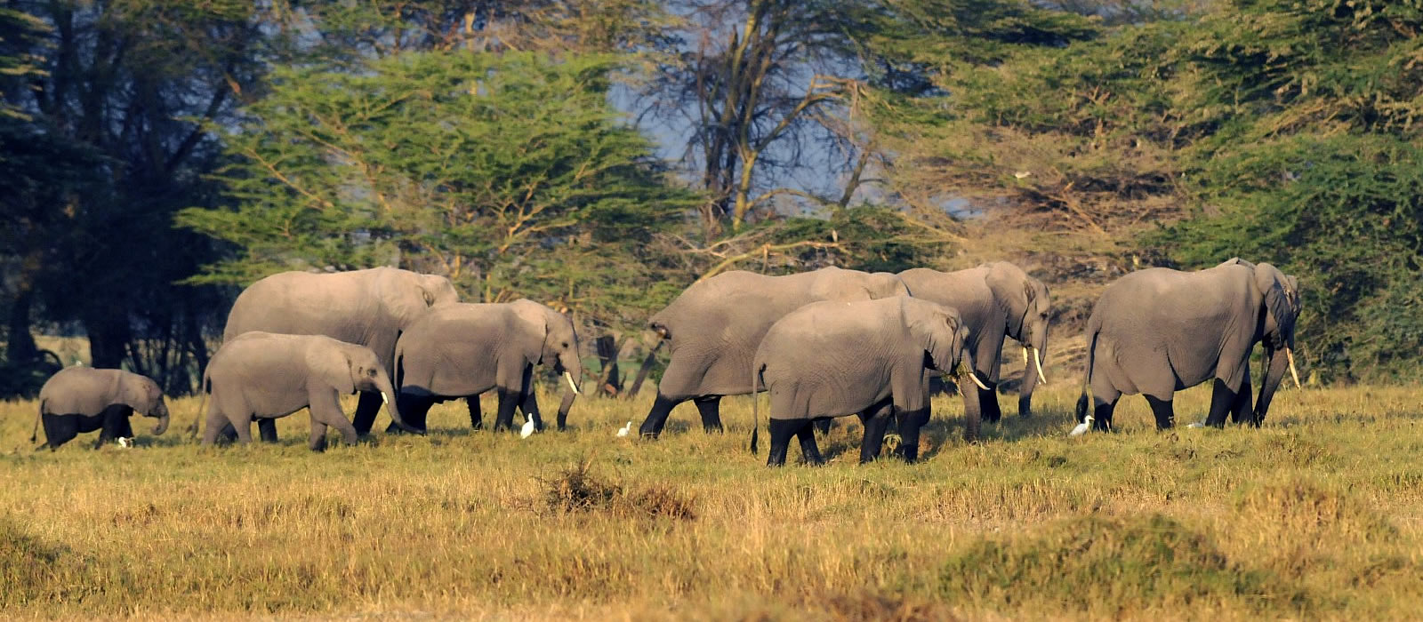 amboseli national park