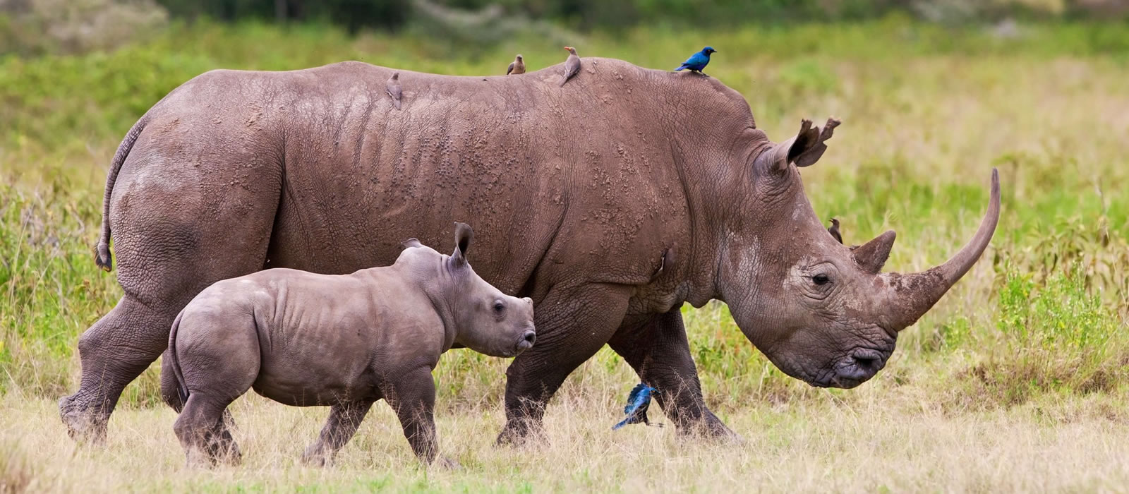lake nakuru national park