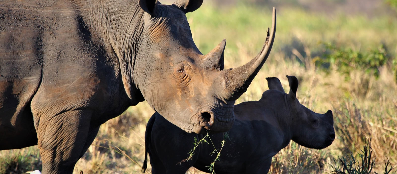 meru national park