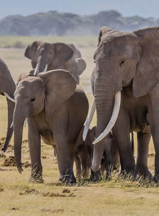 wildlife safaris